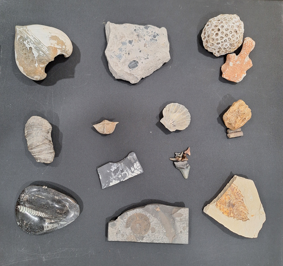 A group of rocks and shells

AI-generated content may be incorrect.