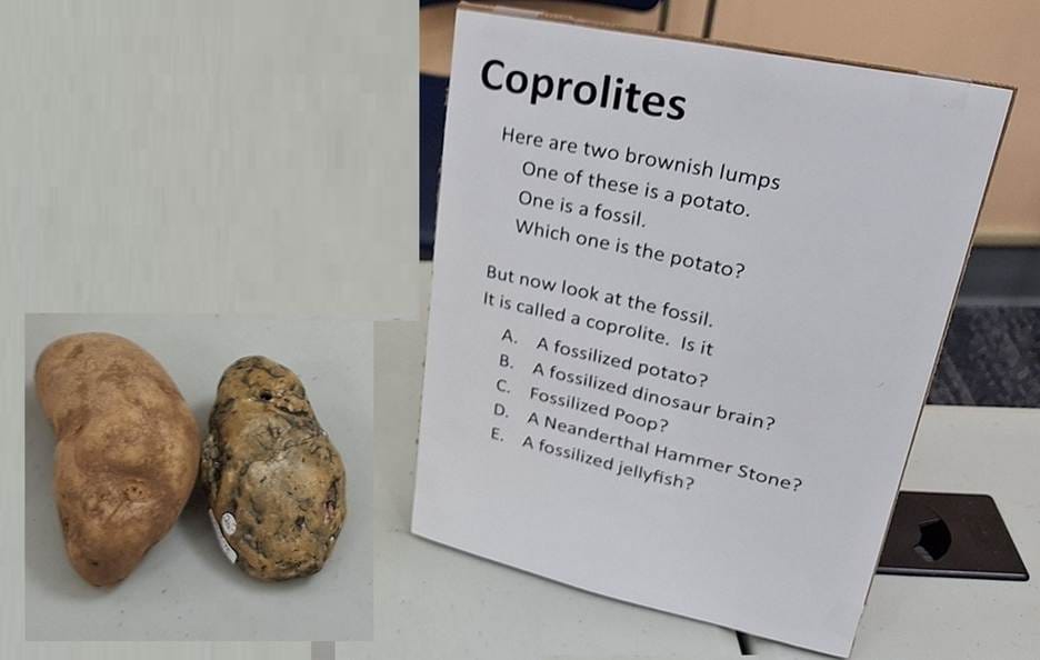 A piece of paper next to a potato

AI-generated content may be incorrect.