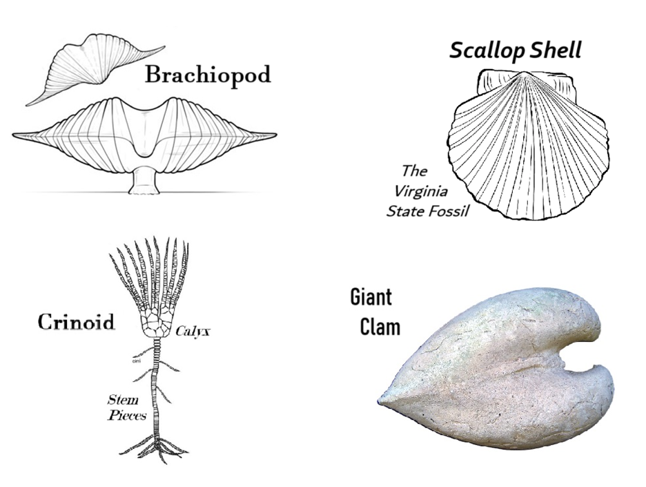 A few different types of fossils

AI-generated content may be incorrect.
